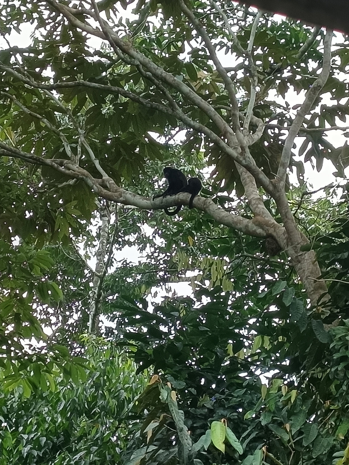 Landschaft in Boquete, Panama – Heimat der legendären Geisha-Kaffeebohne