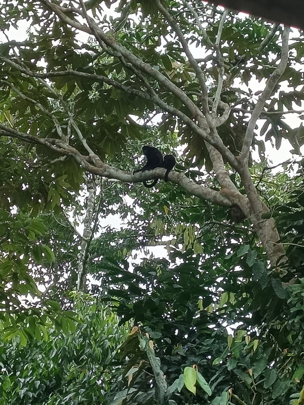 Landschaft in Boquete, Panama – Heimat der legendären Geisha-Kaffeebohne